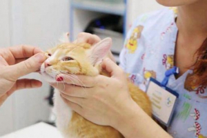 Top 9 razloga za ispadanje trećeg stoljeća u mački Top 9 razloga za ispadanje trećeg stoljeća u mački